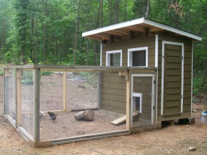 About a year ago I convinced hubby that we needed our own chickens. I 