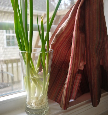Growing Scallions in Water