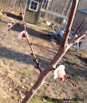 blooming budding fruit trees apricot tree leaves