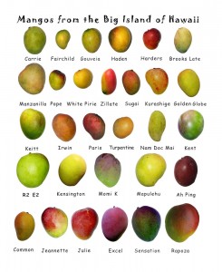 mango-types