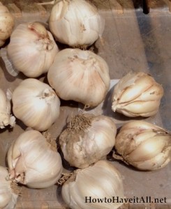 cure garlic